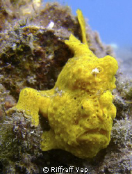 Yellow frog fish at Lembeh Straits. by Riffraff Yap 